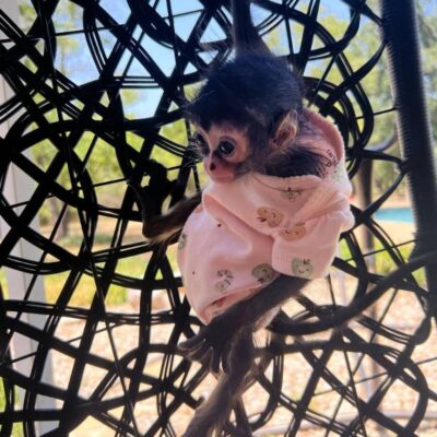 Alain-the-great-spider-monkey-2